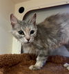 adoptable Cat in Louisville, KY named SAINT MARY