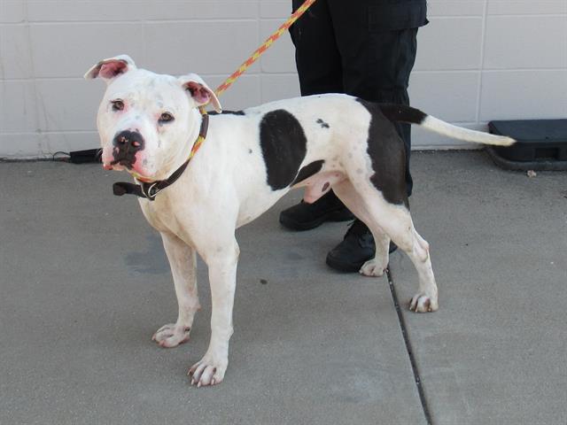 adoptable Dog in Louisville, KY named UNDER WRAPS