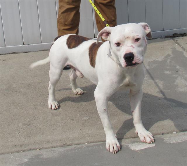 adoptable Dog in Louisville, KY named ESTEBAN