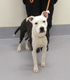 adoptable Dog in Louisville, KY named PINTO