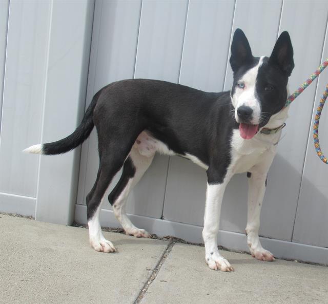 adoptable Dog in Louisville, KY named THAT'S MY PURSE