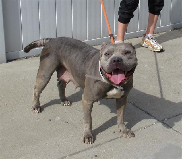 adoptable Dog in Louisville, KY named SOPRANO