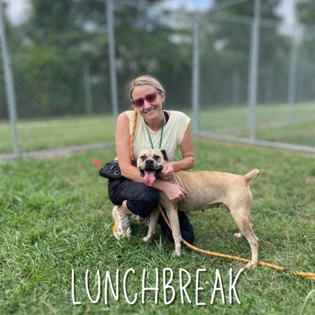 adoptable Dog in Louisville, KY named LUNCH BREAK