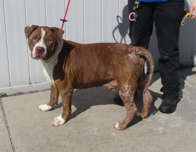 adoptable Dog in Louisville, KY named GRANDPA