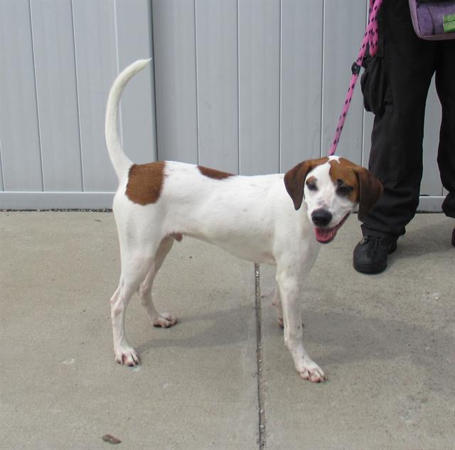 adoptable Dog in Louisville, KY named RAD