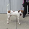 adoptable Dog in , KY named RAD