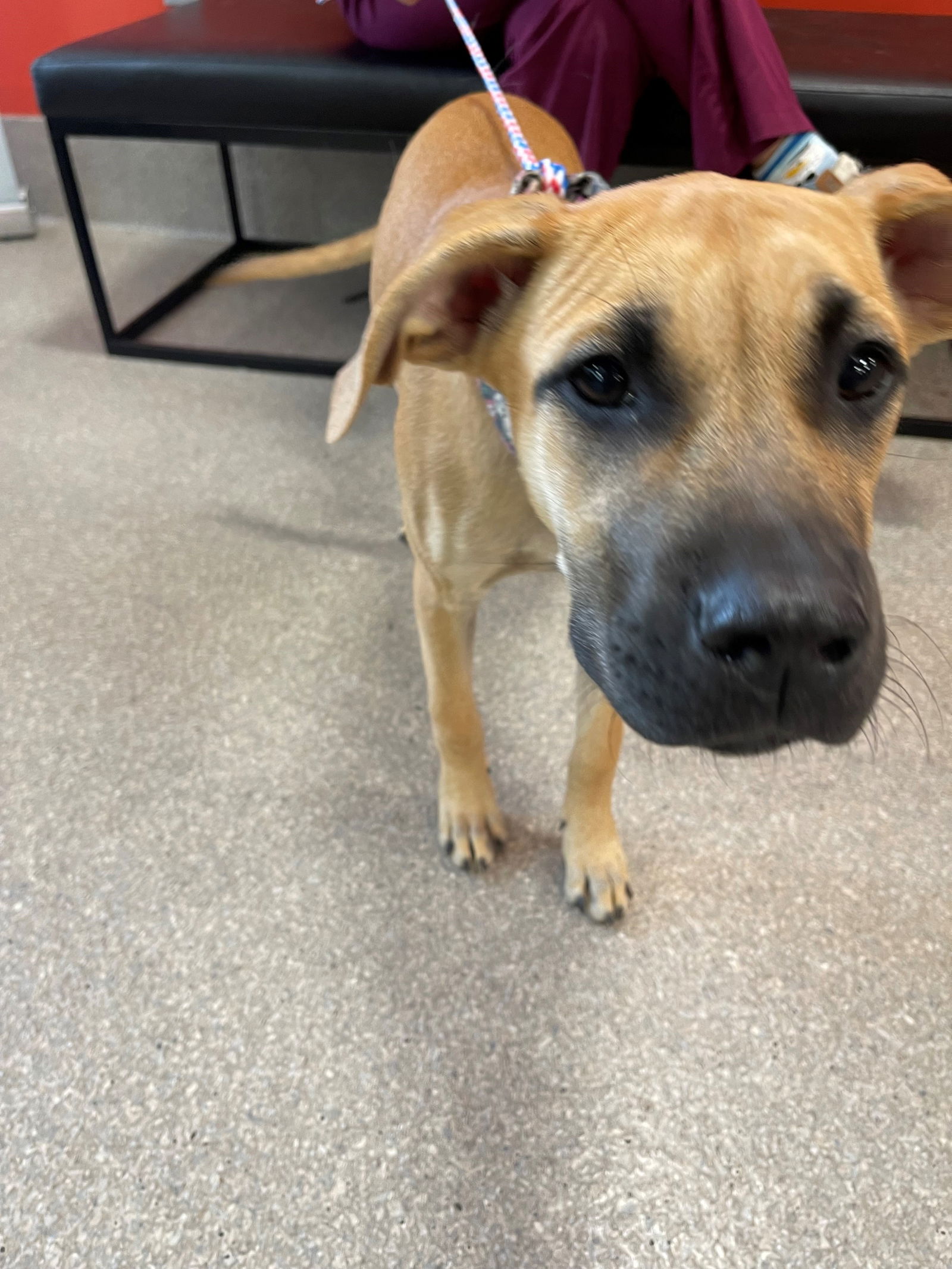 adoptable Dog in Louisville, KY named A767742