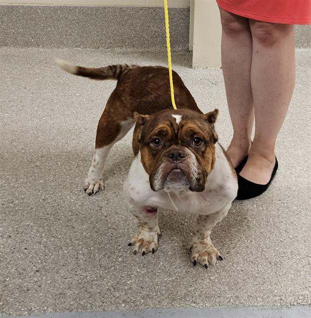 adoptable Dog in Louisville, KY named QUEENIE B