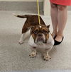 adoptable Dog in , KY named QUEENIE B