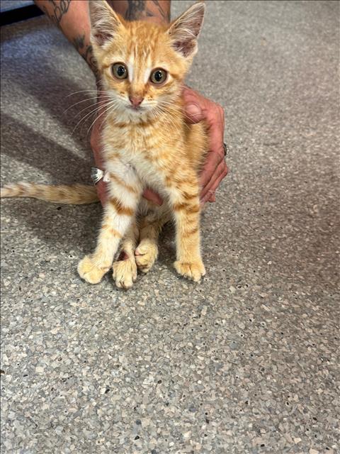 adoptable Cat in Louisville, KY named THISTLE