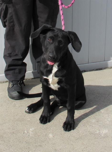 adoptable Dog in Louisville, KY named TIA