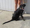 adoptable Dog in , KY named TAMERA