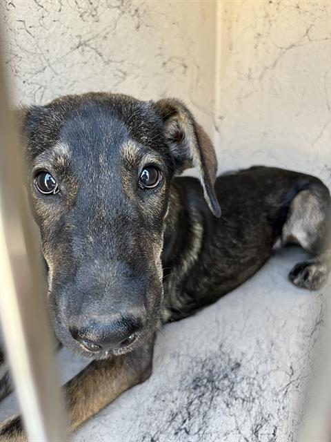 adoptable Dog in Louisville, KY named KEVIN ABSTRACT