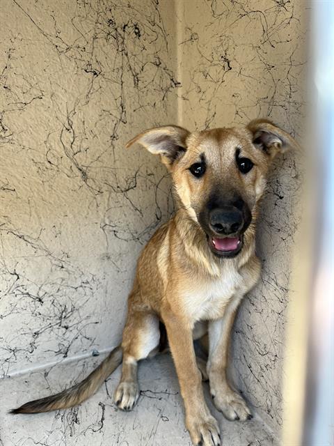 adoptable Dog in Louisville, KY named HAZEY