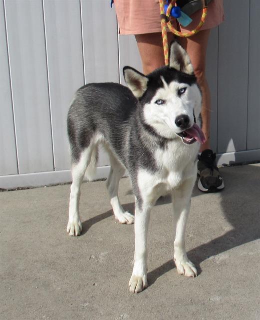 adoptable Dog in Louisville, KY named CORN HUSK