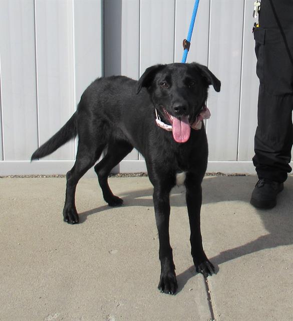 adoptable Dog in Louisville, KY named PAIGE TURNER