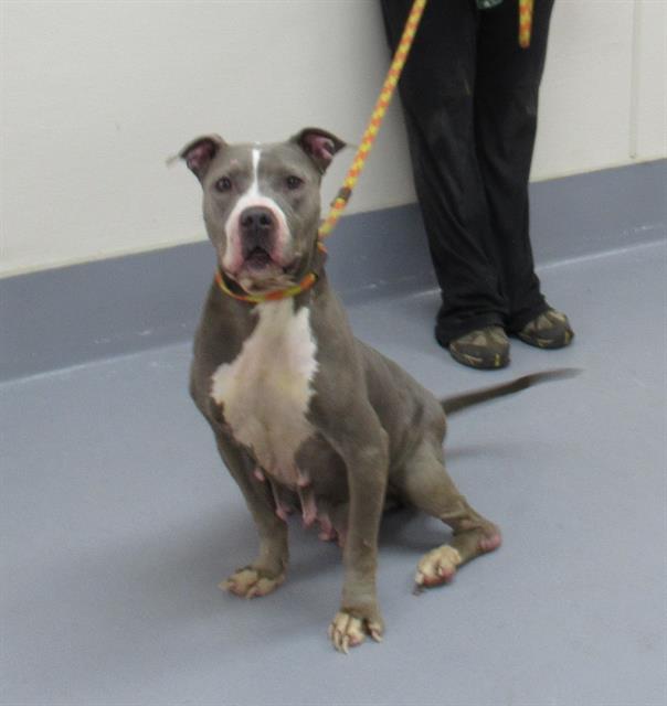 adoptable Dog in Louisville, KY named JESEN