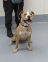 adoptable Dog in Louisville, KY named PANCETTA