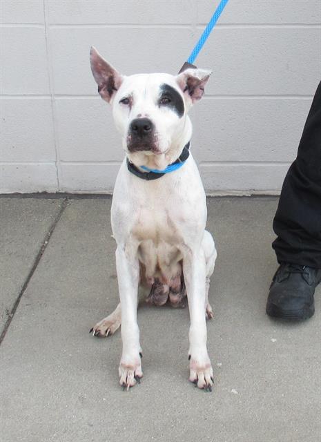 adoptable Dog in Louisville, KY named OLAF