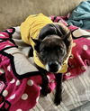adoptable Dog in  named ELLA