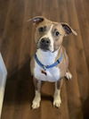 adoptable Dog in Louisville, KY named NOVA