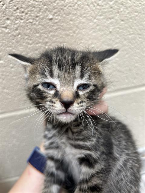 picture of the cat needing adoption