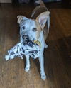 adoptable Dog in  named BABYBEL
