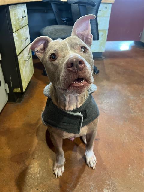 adoptable Dog in Louisville, KY named TAYLORSVILLE RD