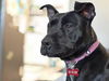 adoptable Dog in  named SHEEBA