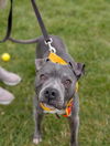 adoptable Dog in Louisville, KY named FARTY BY NATURE