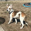 adoptable Dog in  named TURNOUT