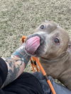 adoptable Dog in Louisville, KY named KINGS ISLAND