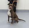 adoptable Dog in Louisville, KY named RASPBERRY MOCHA