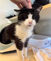 adoptable Cat in Louisville, KY named LUVS HORSES