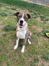 adoptable Dog in Louisville, KY named CALIFORNIA