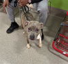 adoptable Dog in Louisville, KY named ZOEY