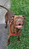 adoptable Dog in Louisville, KY named DUBAI CHOCOLATE STRAWBERRY