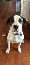 adoptable Dog in  named RUCCI