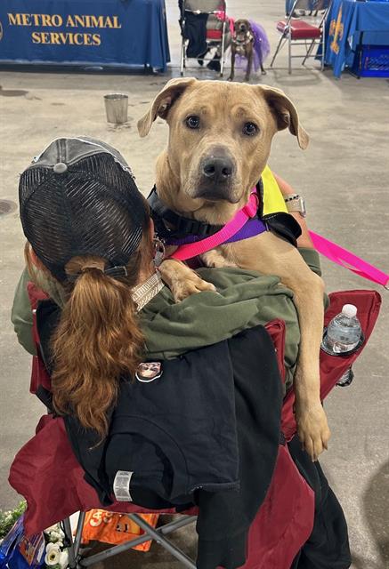 picture of the dog needing adoption