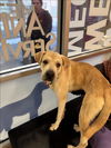 adoptable Dog in Louisville, KY named RUBY