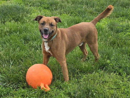 picture of the dog needing adoption