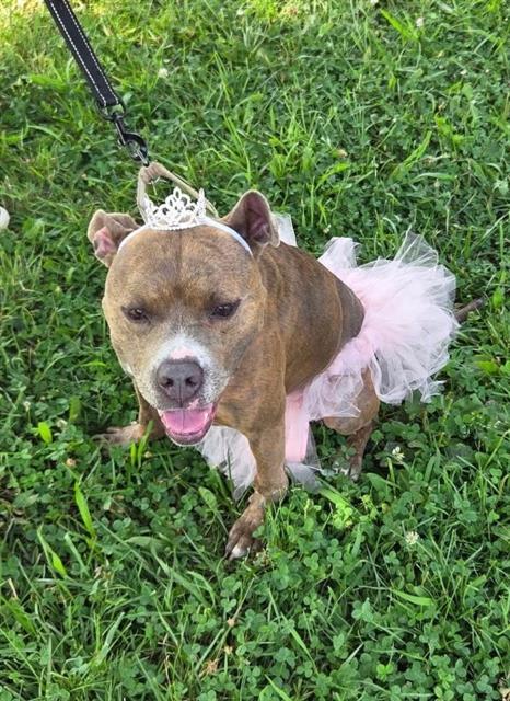 adoptable Dog in Louisville, KY named SAMMI JO
