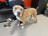 adoptable Dog in Louisville, KY named DOZER