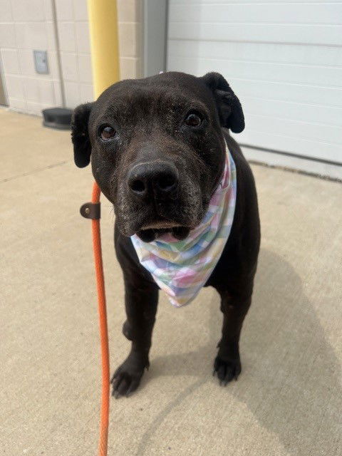 adoptable Dog in Louisville, KY named MIA