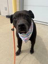 adoptable Dog in Louisville, KY named MIA