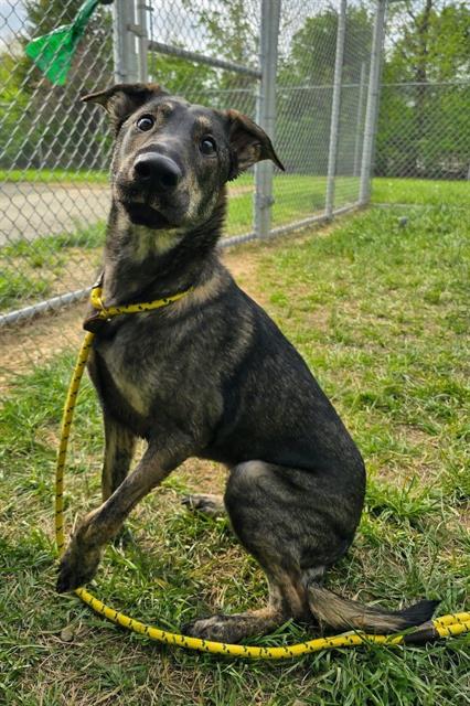 picture of the dog needing adoption