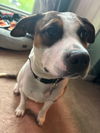 adoptable Dog in Louisville, KY named HEARTS ON FYE