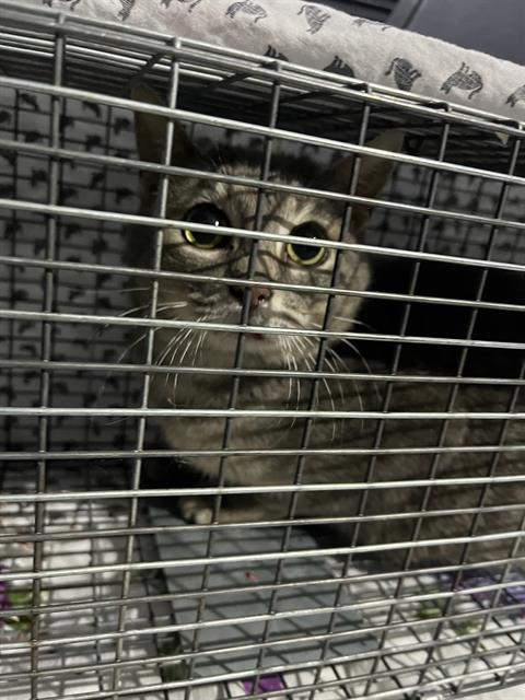 picture of the cat needing adoption