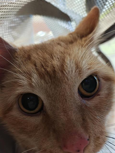 picture of the cat needing adoption