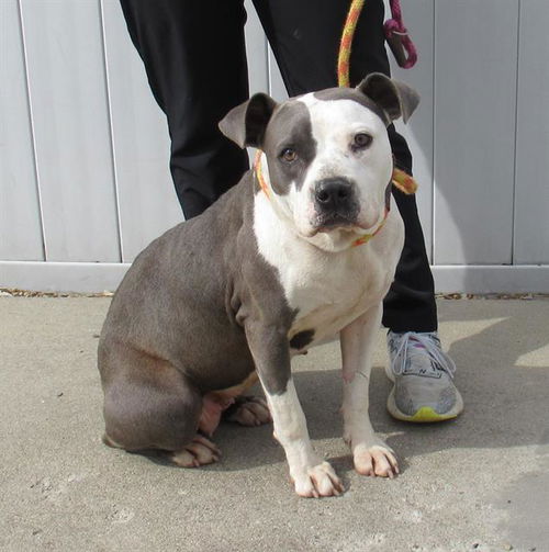 picture of the dog needing adoption